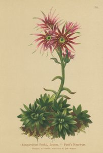 Funks Slepice a kuřátka (Sempervivum Funkii) od German School