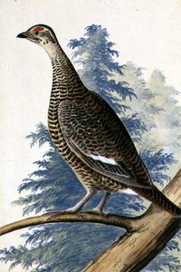 Game Bird, cca 1740 (akvarel na papíře) od German School