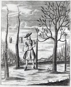 Gardening and Plant Maladies, ilustrace z „Neue Garten-lust“ od Heinricha Hesse, 1696 od German School