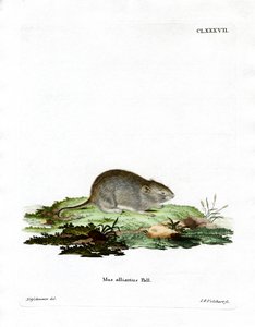 Garlic Mouse (barevné rytí) od German School