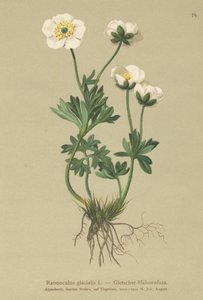 Glacier Crowfoot od German School