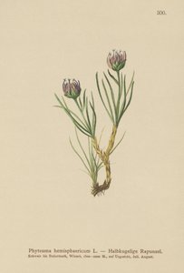 Rampion kulohlavý (Phyteuma hemisphaericum) od German School