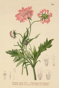 Chrastavec lesklý (Scabiosa lucida) od German School