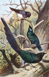 Lesklí špačci, deska z "Brehms Tierleben: Allgemeine Kunde des Tierreichs", sv. 392, vydal Bibliographisches Institut od German School