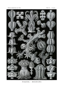 Gorgonida, 1899-1904 od German School