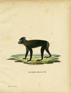 Gorontalo Macaque (barevná rytina) od German School