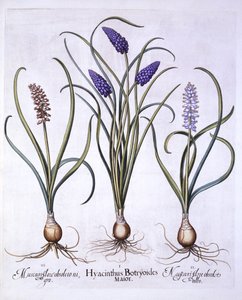 Hroznové hyacinty, od Hortus Eystettensis, od Basila Beslera (1561-1629), pub. 1613 (ručně kolorovaná rytina) od German School