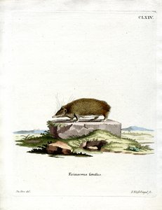 Greater Hedgehog Tenrec (barevná rytina) od German School