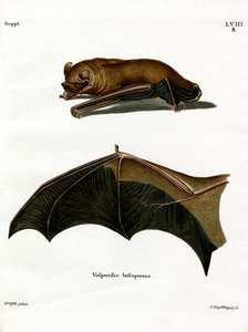 Greater Noctule Bat (barevná rytina) od German School