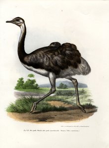 Greater Rhea, 1864 od German School
