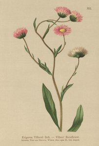 Řecký blešník (Erigeron Villarsii, Erigeron atticus) od German School