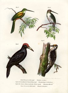 Jacamar zelenoocasý, 1864 od German School