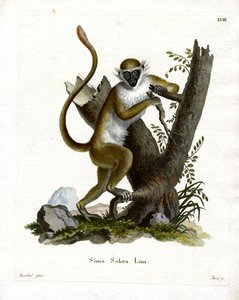Green Monkey (barevné rytí) od German School
