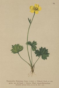 Greniers Buttercup (Ranunculus Breynius, Ranunculus Villarsii, Ranunculus grenierianus) od German School