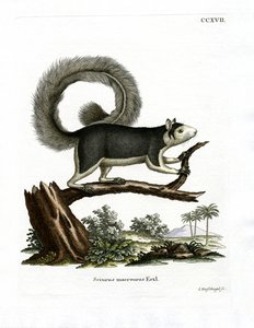 Grizzled Giant Squirrel (barevná rytina) od German School