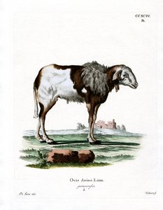 Guinea Sheep (barevné rytí) od German School