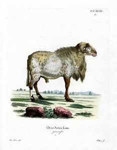 Guinea Sheep (barevné rytí) od German School
