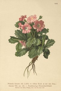 Prvosenka chlupatá (Primula hirsuta) od German School