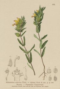 Chlupatý žlutý chřestýš (Rhinanthus aristatus, Rhinanthus alpinus) od German School