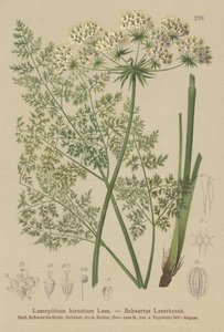 Hallers Sermountain (Laserpitium hirsutum, Laserpitium haller, Laserpitium panax) od German School