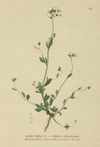Hallers Wall-cress (arabský Haller) od German School