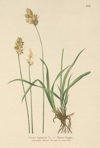 Ostřice zaječí (Carex leporina, Carex ovalis) od German School
