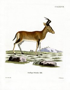 Hartebeest (barevné rytí) od German School