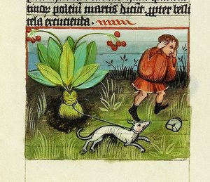 Sklizeň mandragory, povaha věcí - Rabanus Maurus, kolem 1425 (kvaš na Vellum) od German School