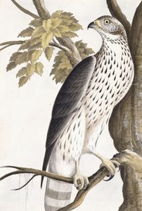 Hawk, 1750-1800 od German School