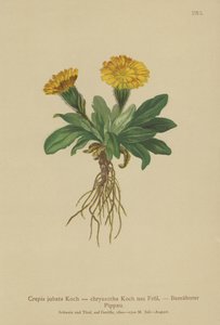 Jestřábí vous (Crepis jubata, Crepis rhaetica) od German School