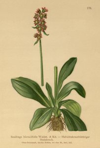 Jestřábník lomikámen (Saxifraga hieraciifolia) od German School