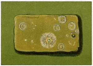 Zdravé hladiny bakterií v pitné vodě, cca 1890 (barevný chromolitograf) od German School