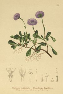 sedmikráska srdcovitá (Globularia cordifolia) od German School