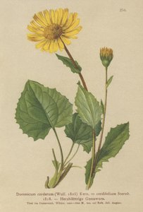 Levhart srdčitý (Doronicum cordatum, Doronicum cordifolium, Aronicum cordatum) od German School