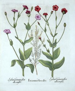 Heather and Two Kinds of Lychnis, od Hortus Eystettensis, Basil Besler (1561-1629), hospoda. 1613 (ručně kolorovaná rytina) od German School
