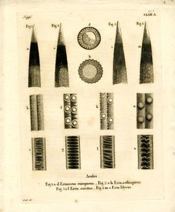 Hedgehog Prickles (barevné gravírování) od German School