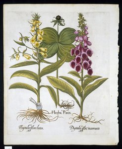 Herb Paris (Solanum quadrifolium), Náprstník obecný (Digitalis Purpurea) Velký žlutý náprstník z Hortus Eystettensis od Basila Beslera (1561-1629) hospoda 1613 (ručně kolorovaná rytina) od German School