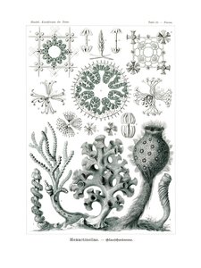 Hexactnellae, 1899-1904 od German School