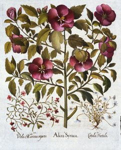 Hibiscus syriacus, Páchnoucí heřmánek a od Hortus Eystettensis, od Basila Beslera (1561-1629) hospoda. 1613 od German School