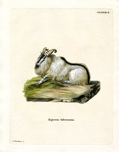 Himalayan Thar (barevná rytina) od German School