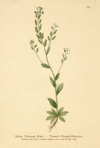 Žlutohnědá (Draba Thomasii) od German School