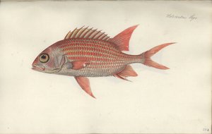 Holocentrus ascensionis, před rokem 1790 (wc na papíře) od German School
