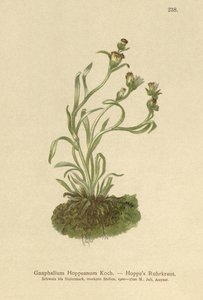 Chmel obecný (Gnaphalium Hoppeanum, Omalotheca hoppeana) od German School