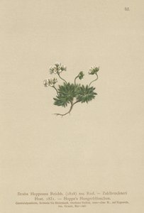 Hoppes Whitlow-grass (Draba Hoppeana, Draba Zahlbruckneri) od German School