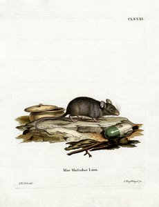 House Mouse (barevné rytí) od German School