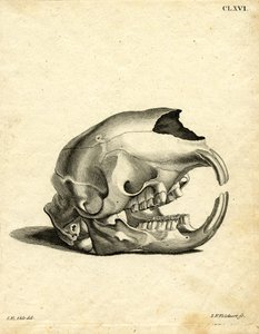 Hyrax Skull (barevná rytina) od German School