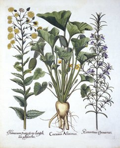 I Stříkající okurka, ii Jestřábník úzkolistý, iii Rozmarýn, od Hortus Eystettensis, od Basila Beslera (1561-1629) hospoda. 1613 od German School