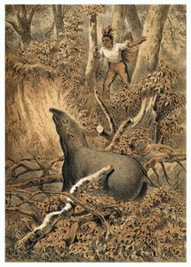 Ilustrace, indický lov tapírů v amazonském lese. V “” De Bootslieden der Amazon-River””, Karl Muller, Nizozemsko od German School