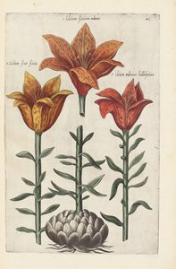 Ilustrace z "Florilegium ... ošetřování různých květin a jiných indexových rostlin, jak jsou živě popsány ve dvou částech a čtyřech jazycích uspořádaných od German School