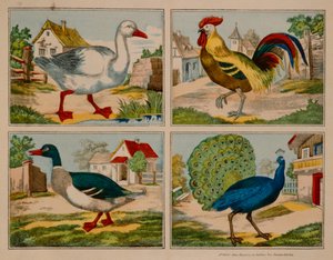 Ilustrace zobrazující kachnu, husu, páva a kohouta, Neuruppiner Bilderbogen od German School